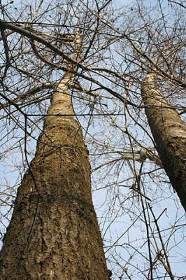 Three Poplars